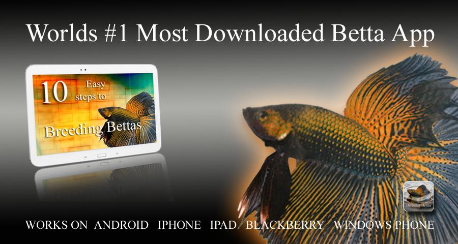 10 Easy Steps to Breed Bettas