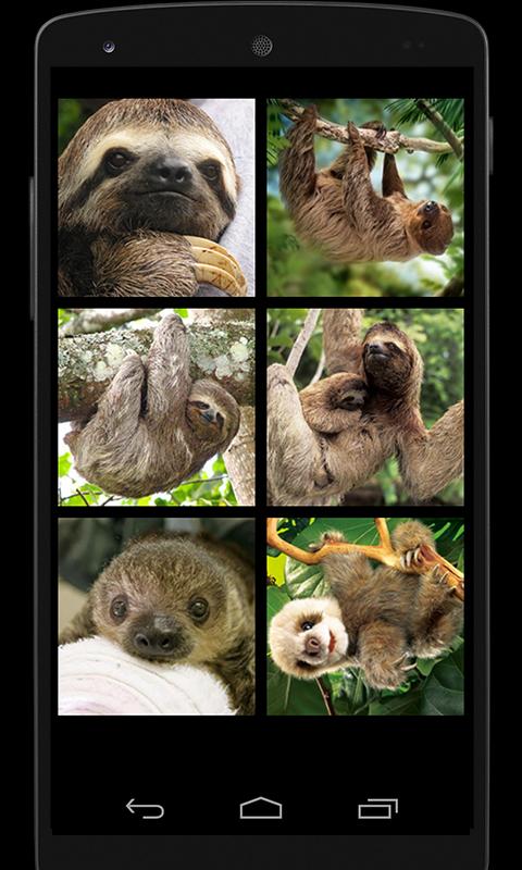 Sloth Sounds