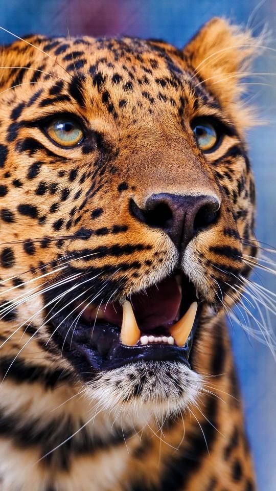 Animal Wallpapers HD