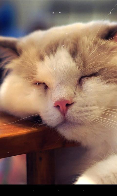 Sleep Cat Live Wallpaper