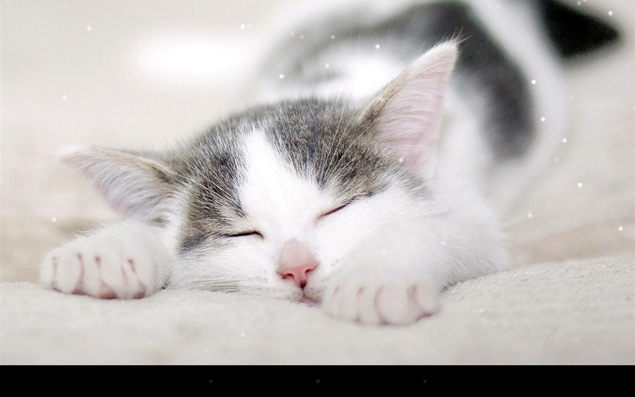 Sleep Cat Live Wallpaper