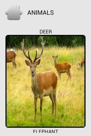 Kids Zoo Animals Birds - Free