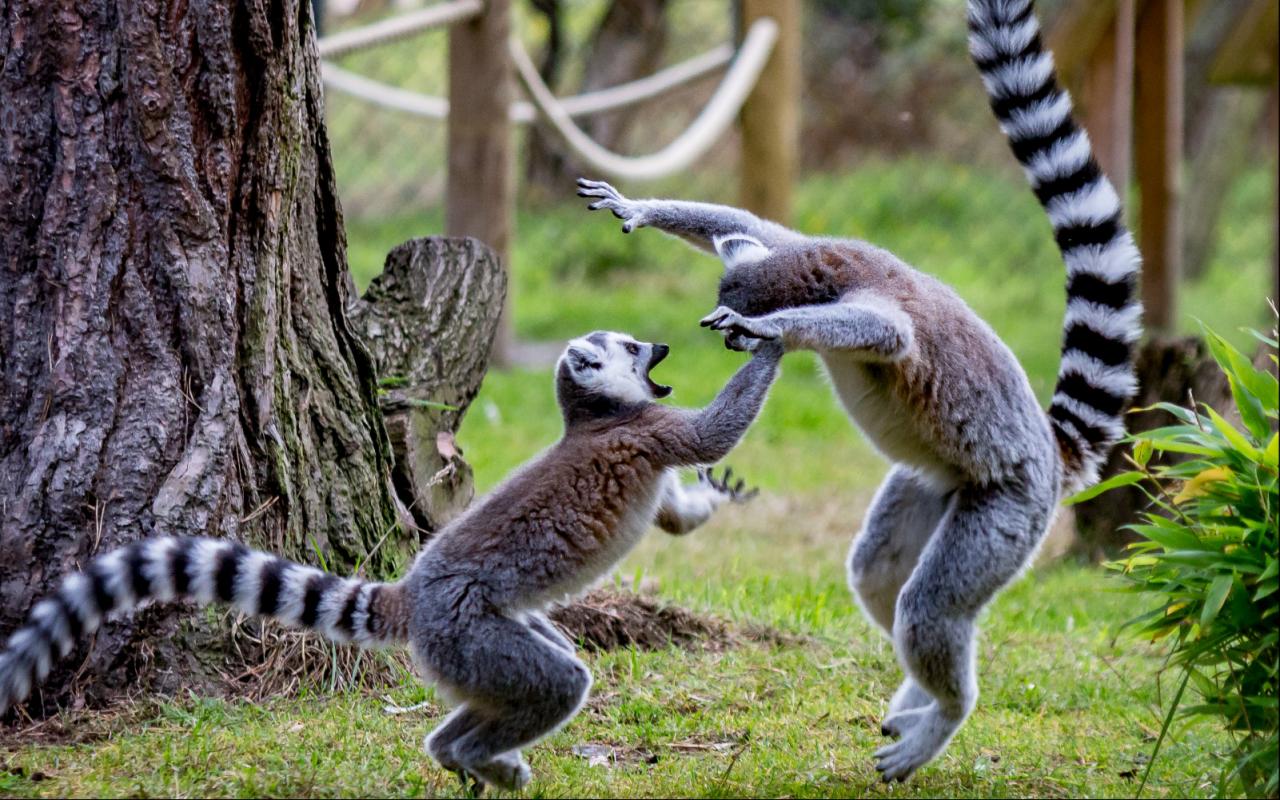 Jigsaw Puzzles: Wild Animals